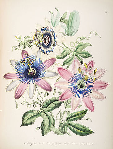 Botanical painting of Passion flowers with pink and white petals
