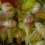 Carnivorous pitcher plant traps of cephalotus follicularis