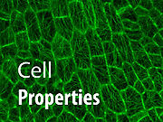 Cell Properties