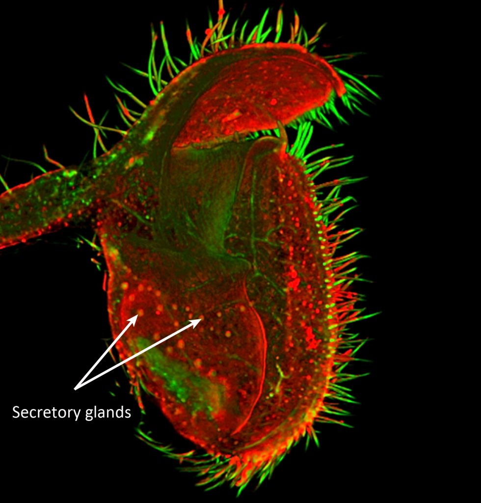 Internal structures of carnivorous plant  Cephalotus pitcher plant trap