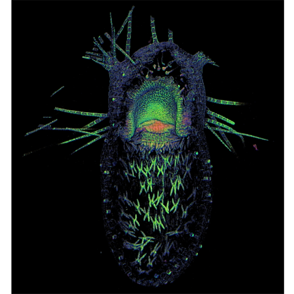 inside image of Utricularia gibba bladderwort carnivorous plant trap showing quadrifid glands  in green