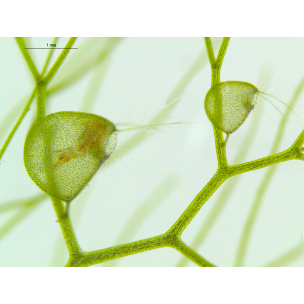 Aquatic carnivorous bladderwort plant Utricularia inflata green with captured prey inside brown