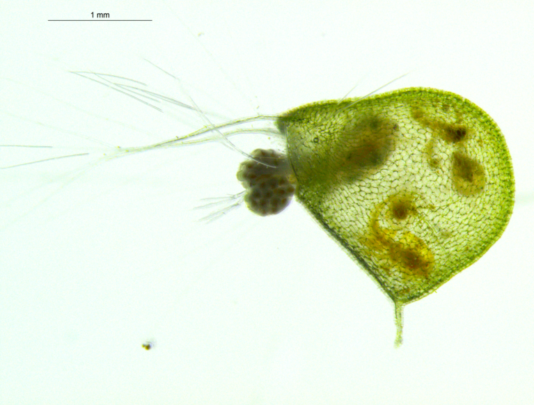 Bladderwort carnivorous plant trap Utricularia inflata (green) with copepod crustacean prey inside and extending from the mouth