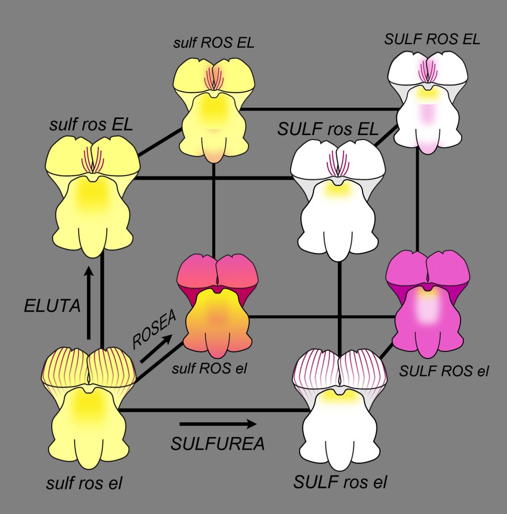 Cube of genetic interactions affecting flower colour