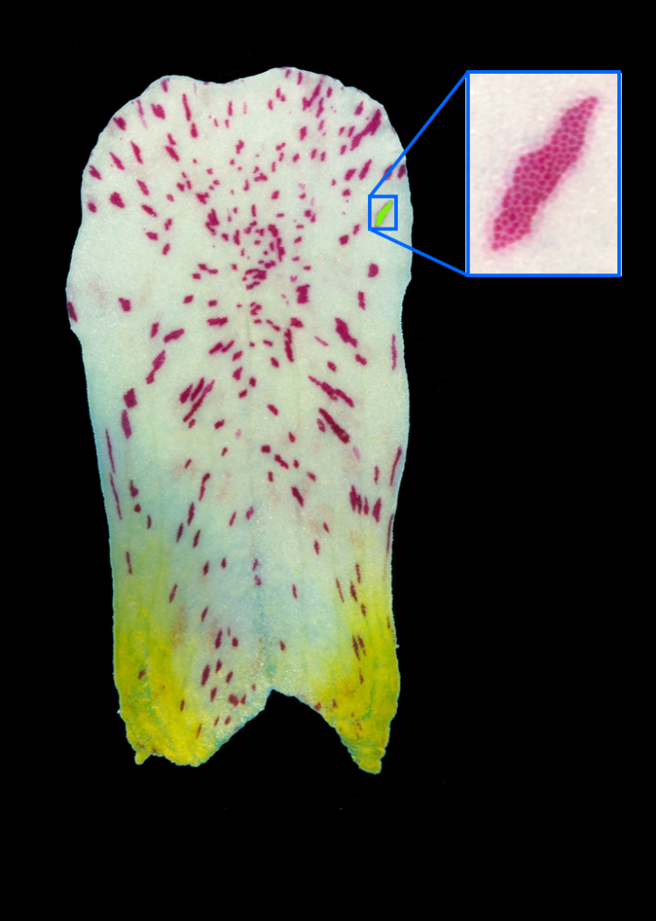 A single snapdragon petal with red sectors and spots on a white and yellow background. This pattern shows how the petal grew